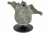 Hadrosaur (Maiasaura) Vertebra w/ Metal Stand - Montana #227770-1